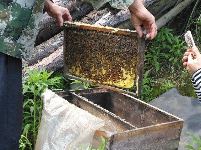 致富经养殖蜜蜂视频_致富经石崖上养蜜蜂_山崖蜜蜂