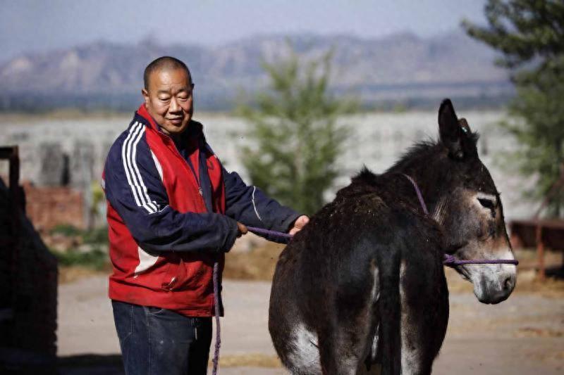 铁矿老板改行养驴，年入八百万元，带领乡亲一起致富