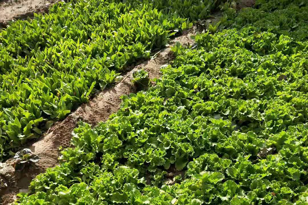 空心菜冬天室内种植技术_冬季空心菜种植技术视频_冬季种植空心菜技术