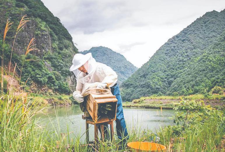 景宁“90后蜂王”周志伟：大山深处酿出甜蜜致富梦