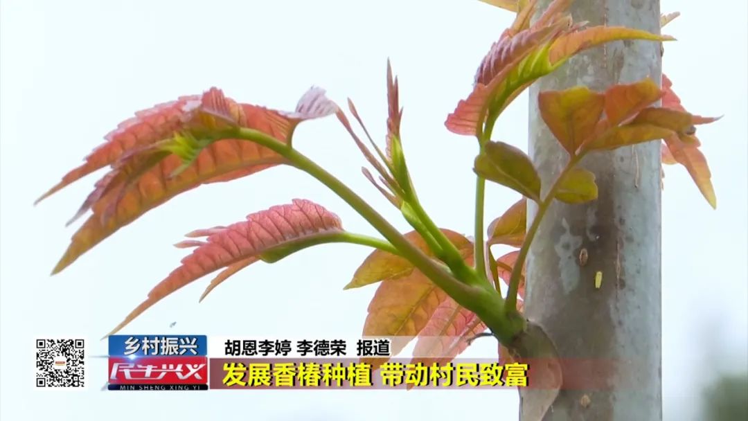 香椿枝种植技术_香椿枝怎么栽_种香椿的技技术