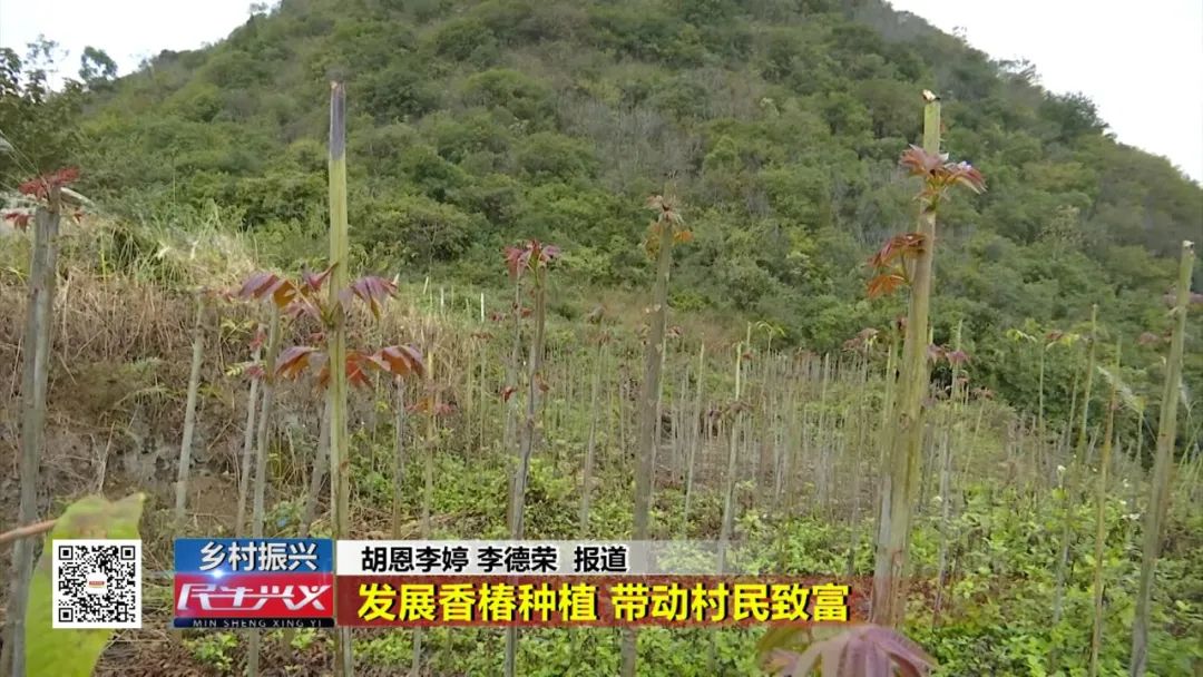 香椿枝种植技术_种香椿的技技术_香椿枝怎么栽