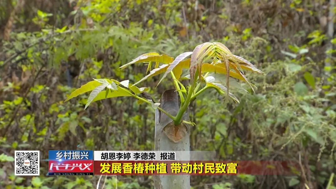 种香椿的技技术_香椿枝怎么栽_香椿枝种植技术