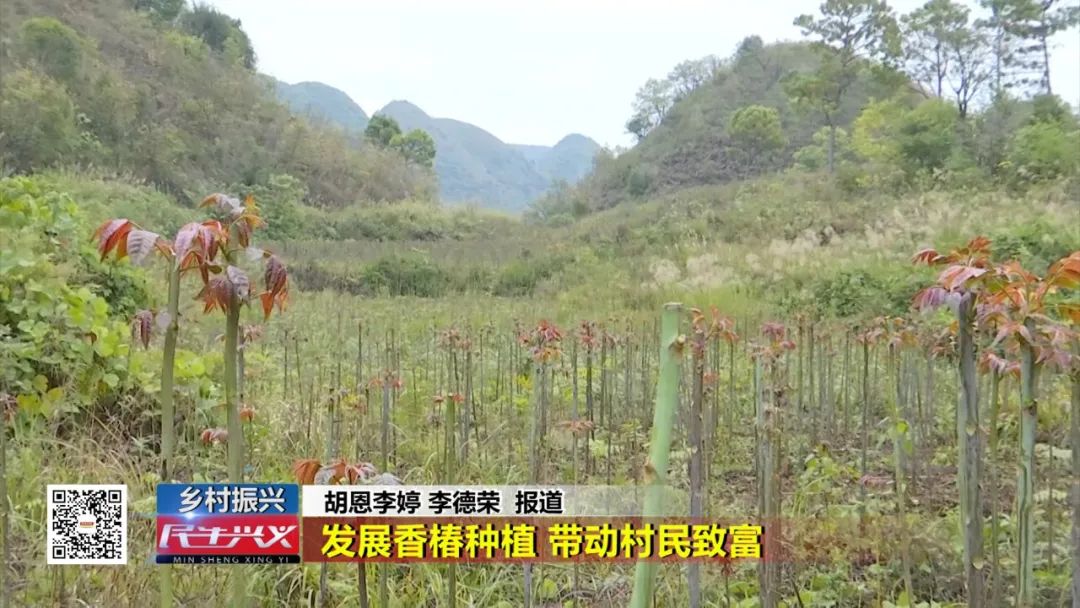 香椿枝怎么栽_种香椿的技技术_香椿枝种植技术