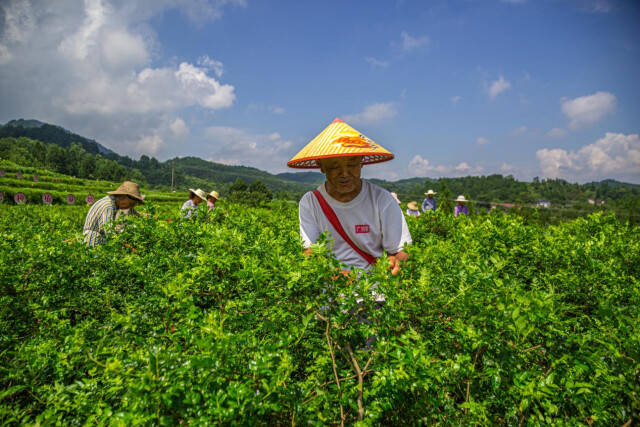 山莓种植基地_致富种植山莓视频_山莓种植致富