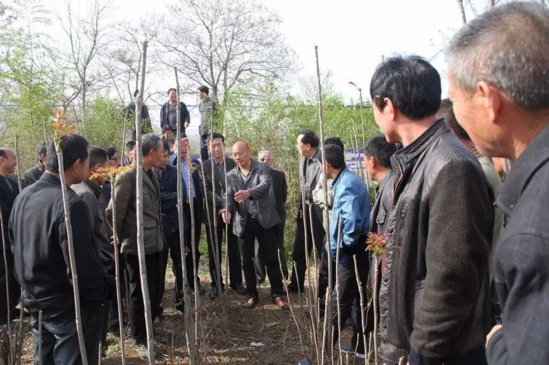 香椿怎么栽_香椿枝种植技术_香椿树栽培技术视频