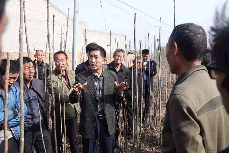 香椿怎么栽_香椿树栽培技术视频_香椿枝种植技术