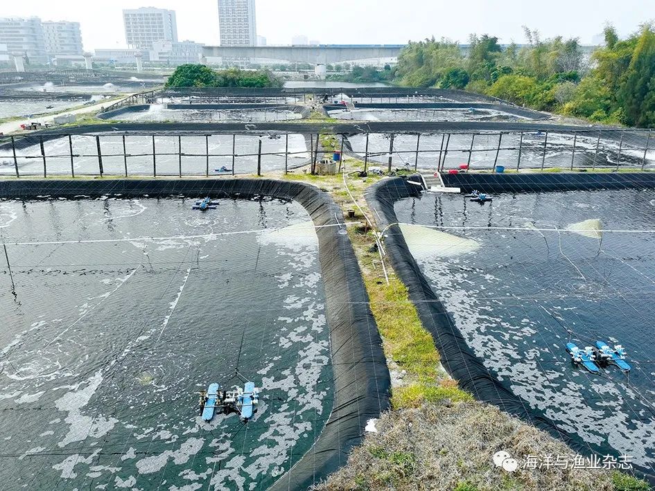 对虾小池化节水高产养殖关键技术