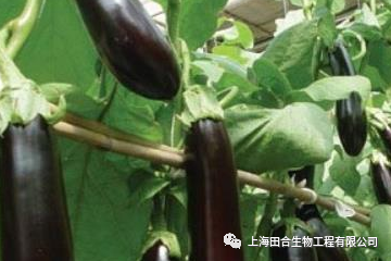 夏季露地怎么种植茄子才能高产？