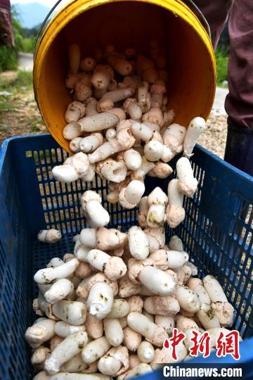 竹荪菌种价格表_致富经竹荪菌_食用菌竹荪多少钱一斤