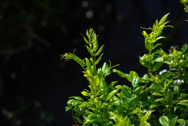 致富种植山莓图片_致富种植山莓怎么样_山莓种植致富