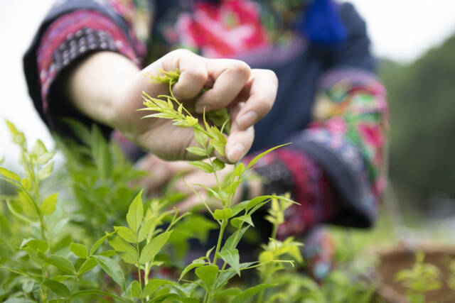 致富种植山莓怎么样_致富种植山莓图片_山莓种植致富