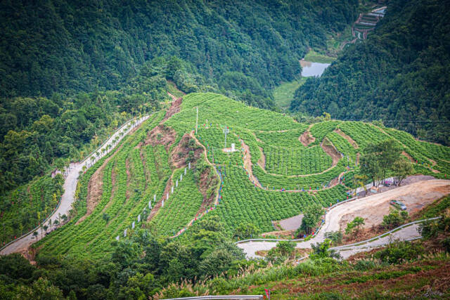 致富种植山莓怎么样_山莓种植致富_致富种植山莓图片