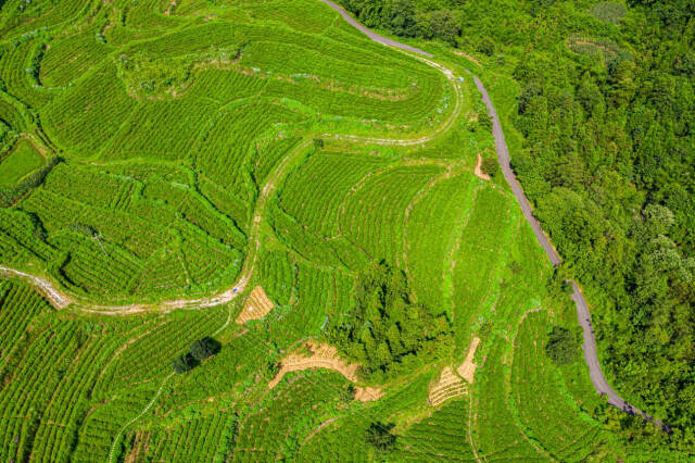 致富种植山莓图片_致富种植山莓怎么样_山莓种植致富