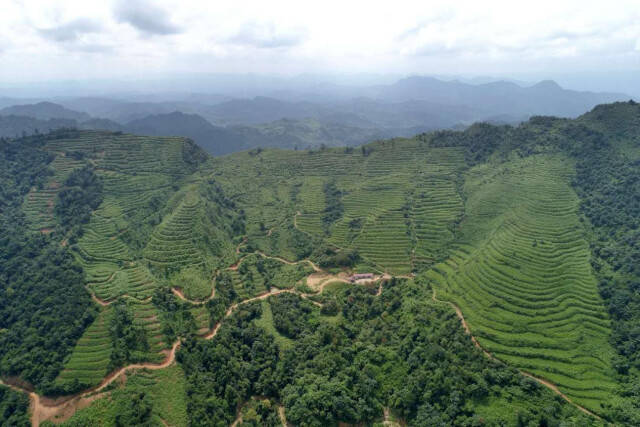 致富种植山莓怎么样_致富种植山莓图片_山莓种植致富