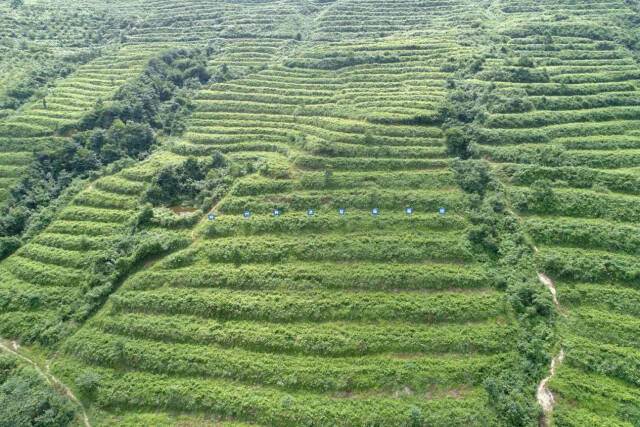 致富种植山莓图片_致富种植山莓怎么样_山莓种植致富