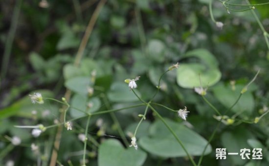 药材威灵仙怎么种植？威灵仙的播种方法和种植技术