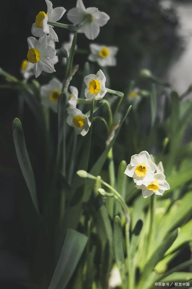 中药材灵仙种植与价格_粉灵仙种植技术_灵仙种植期用什么除草剂