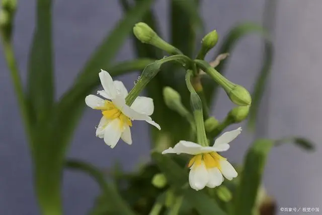 中药材灵仙种植与价格_粉灵仙种植技术_灵仙种植期用什么除草剂