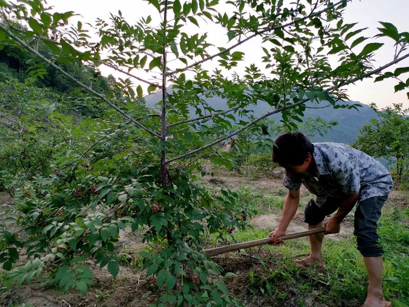 致富种植山莓怎么样_山莓种植致富_山莓的种植