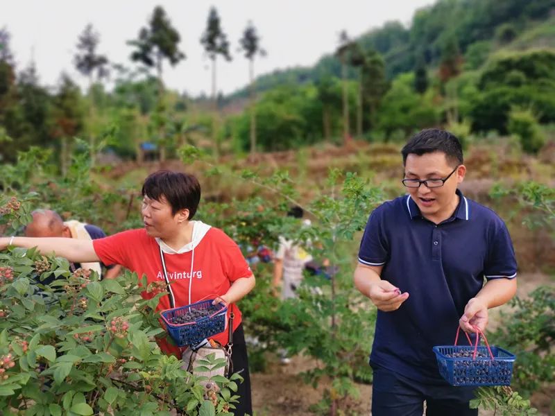 山莓种植致富_致富种植山莓怎么样_山莓的种植