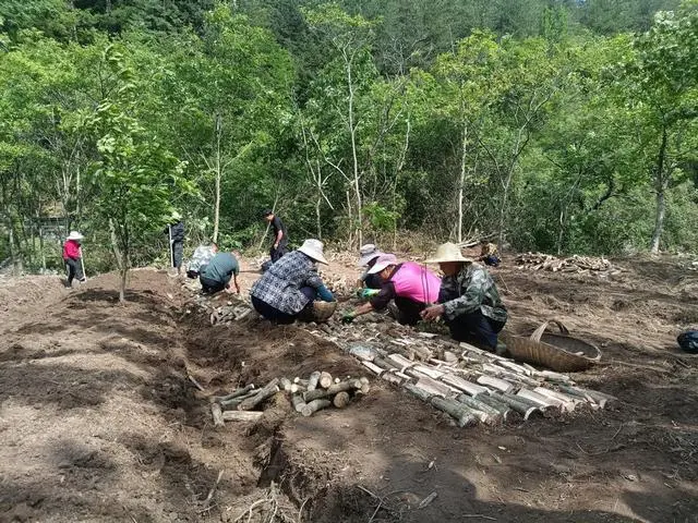 宁陕县太山庙镇：老朱的致富经 群众的致富路