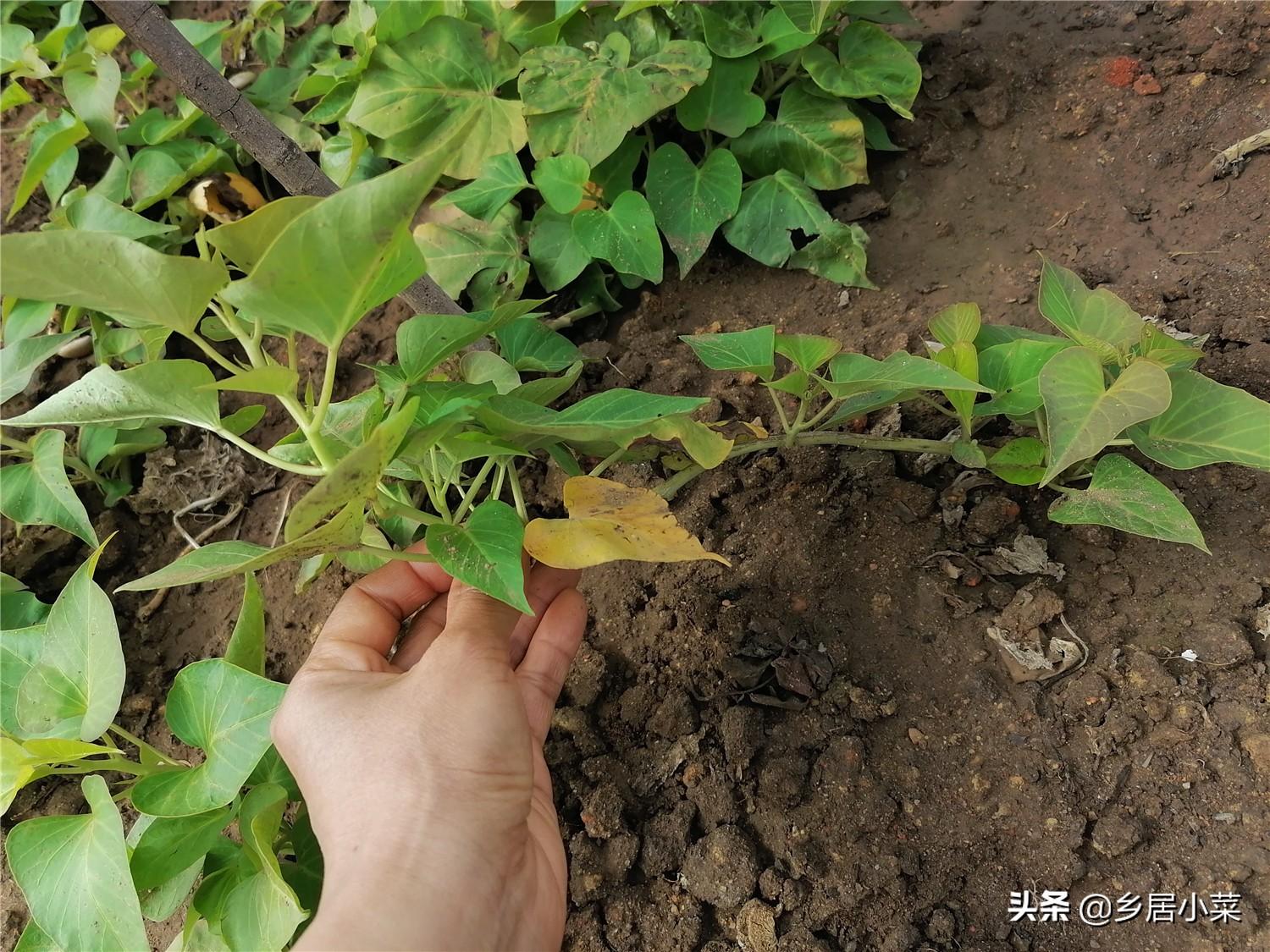 空心菜冬天室内种植技术_冬季空心菜种植技术视频_冬季种空心菜赚钱吗