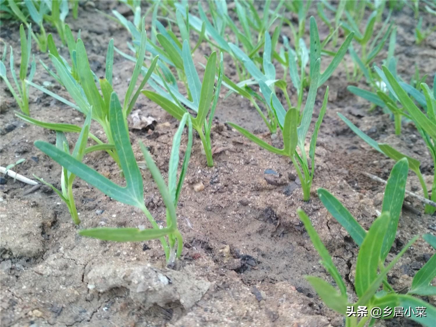 冬季空心菜种植技术视频_空心菜冬天室内种植技术_冬季种空心菜赚钱吗