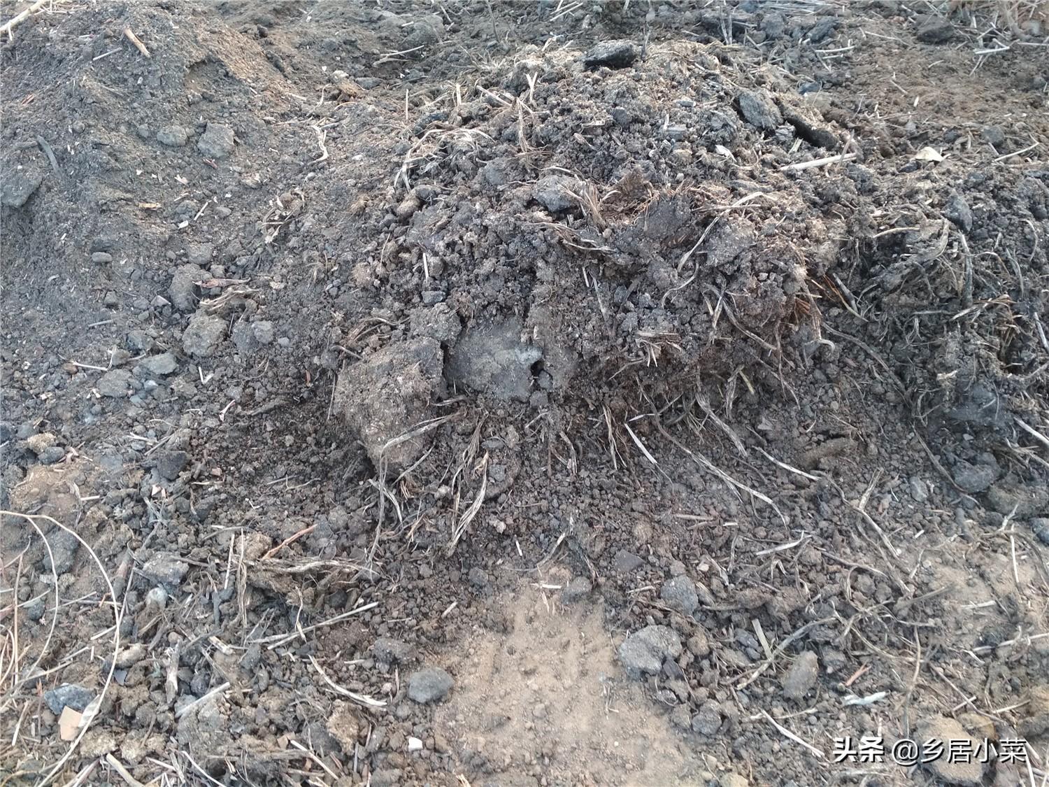 冬季种空心菜赚钱吗_空心菜冬天室内种植技术_冬季空心菜种植技术视频