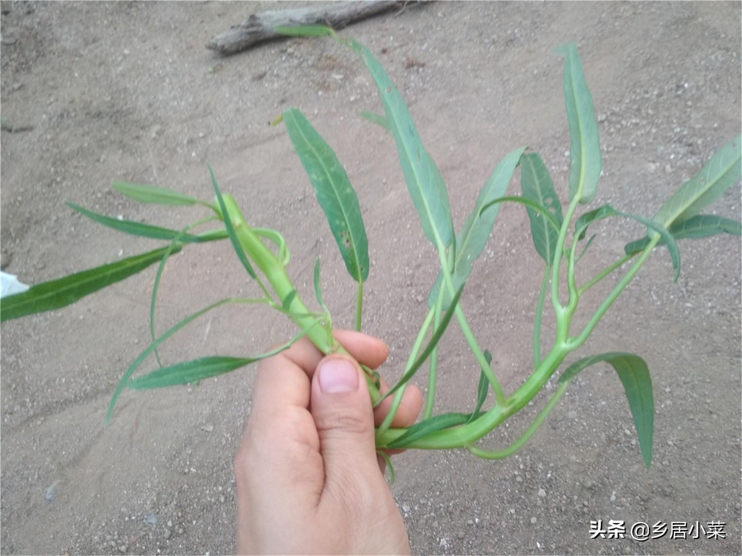 冬季空心菜种植技术视频_空心菜冬天室内种植技术_冬季种空心菜赚钱吗