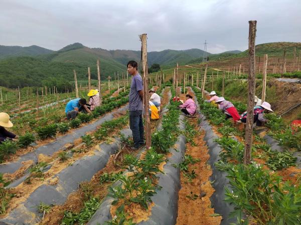 悬崖养蜂视频_悬崖蜜蜂养殖视频_致富经石崖上养蜜蜂