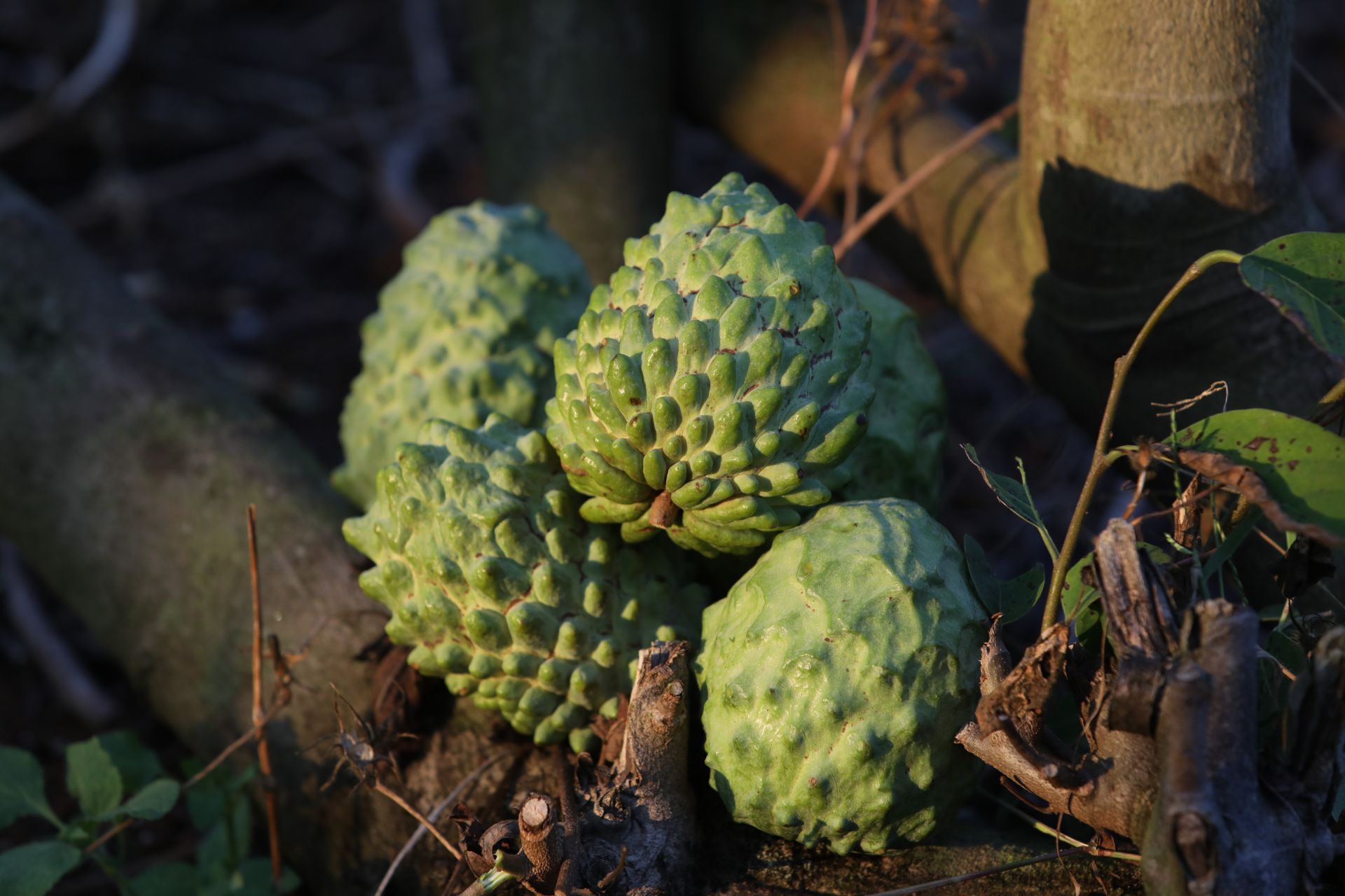 湖南能种释迦果树吗_湖南释迦果种植技术_释迦果湖南能种吗