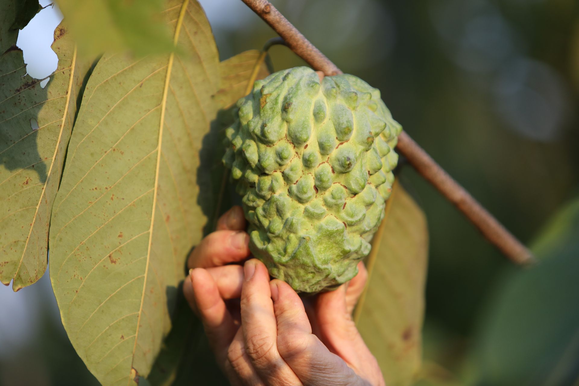 释迦果湖南能种吗_湖南能种释迦果树吗_湖南释迦果种植技术