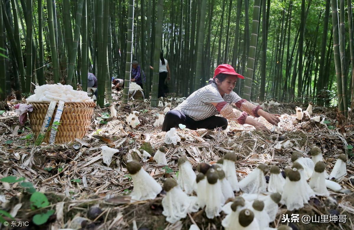 回乡创业利用竹林套种竹荪，10亩会有多少利润？