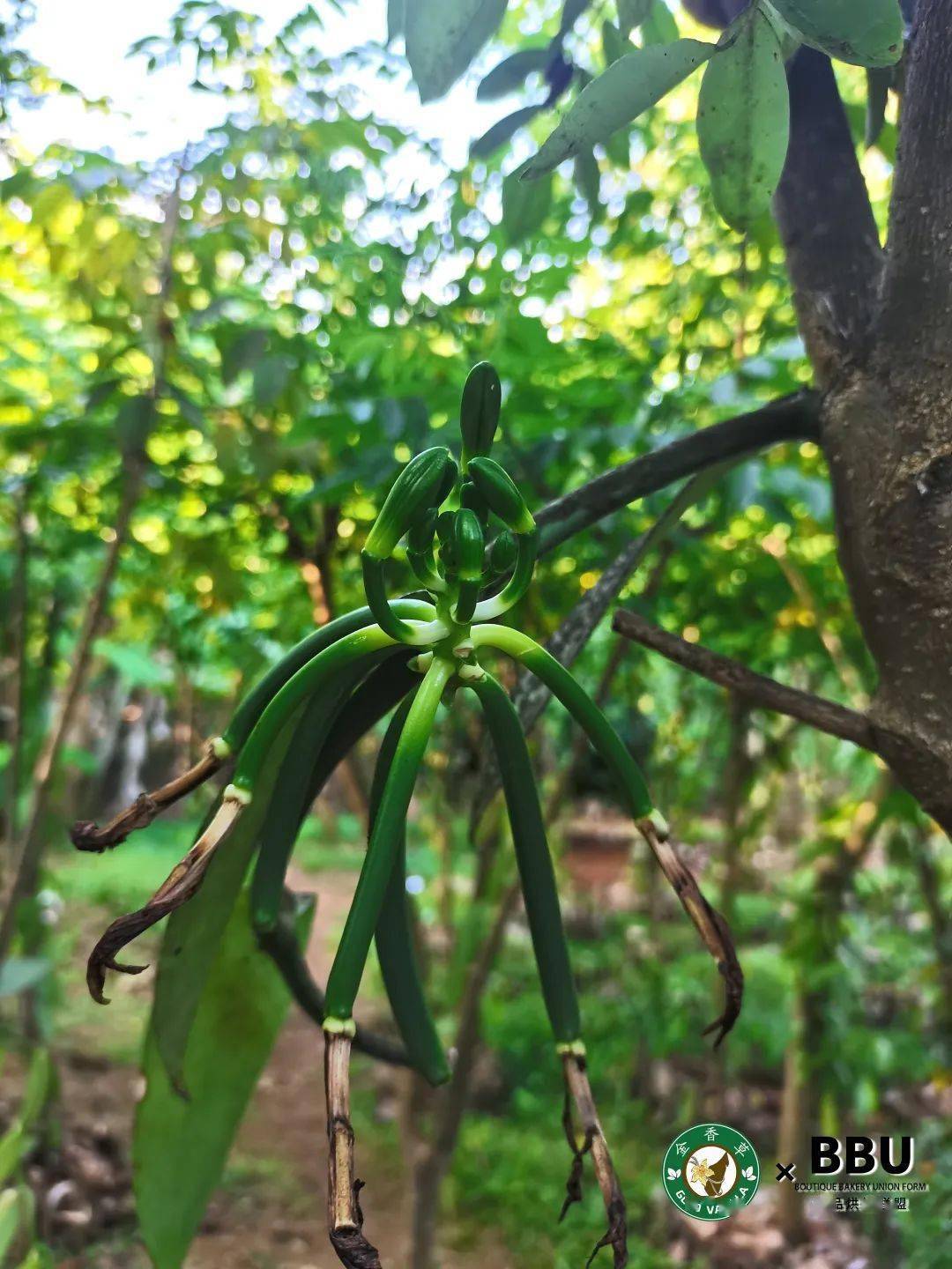 致富香草种植技术视频_香草种植如何赚钱_种植香草致富