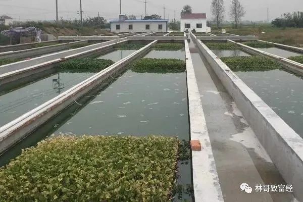 致富养殖水蛭视频_水蛭养殖 致富经_养殖水蛭赚钱吗