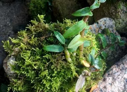 致富种植行业现状_致富种植行业怎么样_种植致富的行业