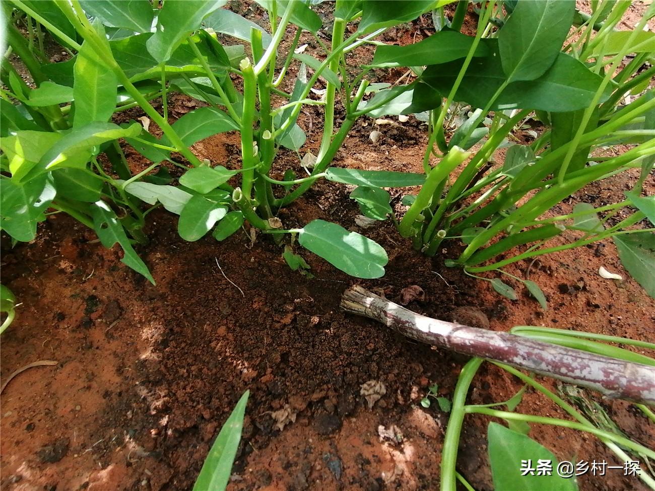 空心菜冬季可以种吗_冬天怎样种空心菜的视频技术_空心菜冬天室内种植技术