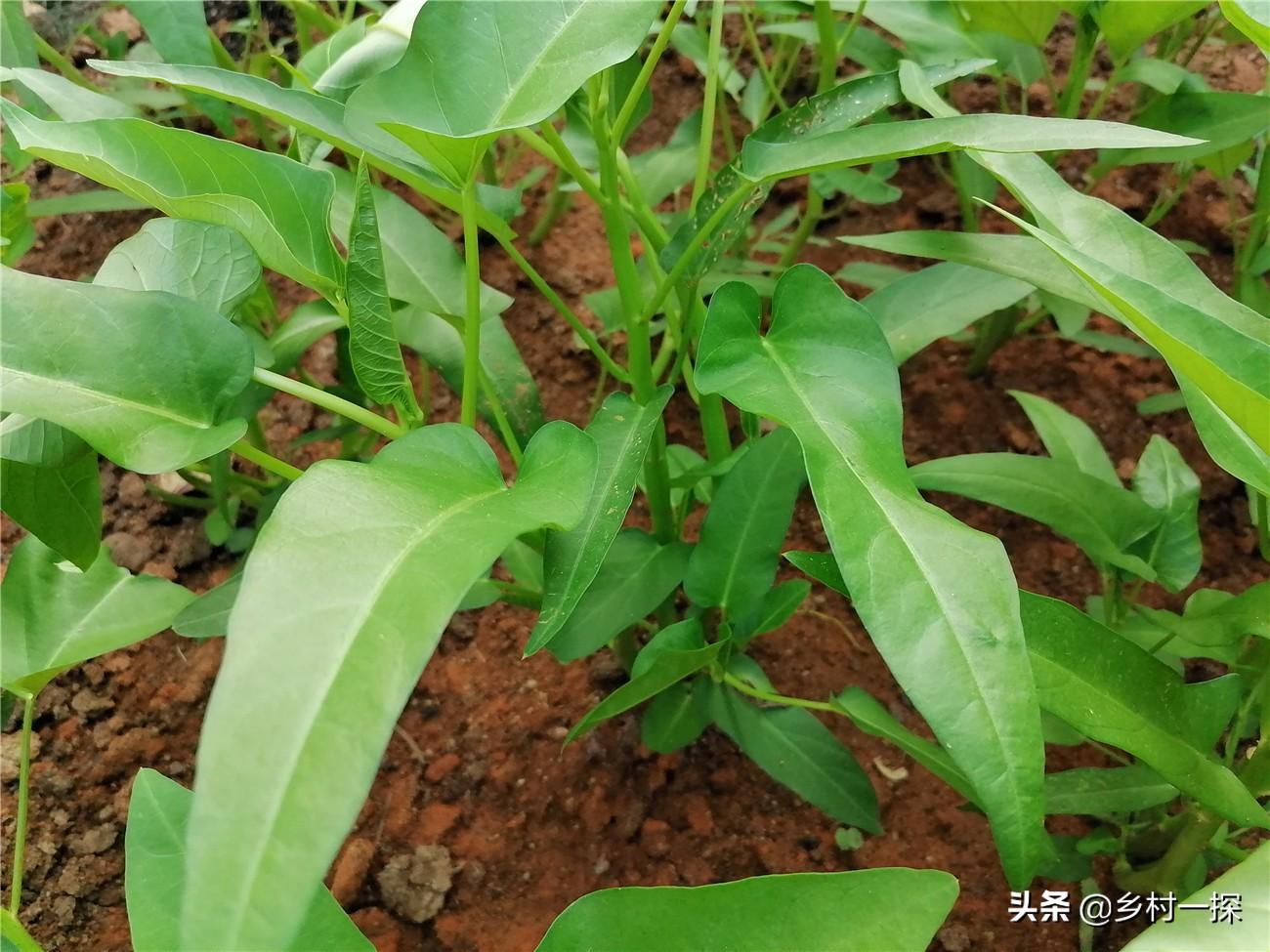 空心菜冬天室内种植技术_冬天怎样种空心菜的视频技术_空心菜冬季可以种吗