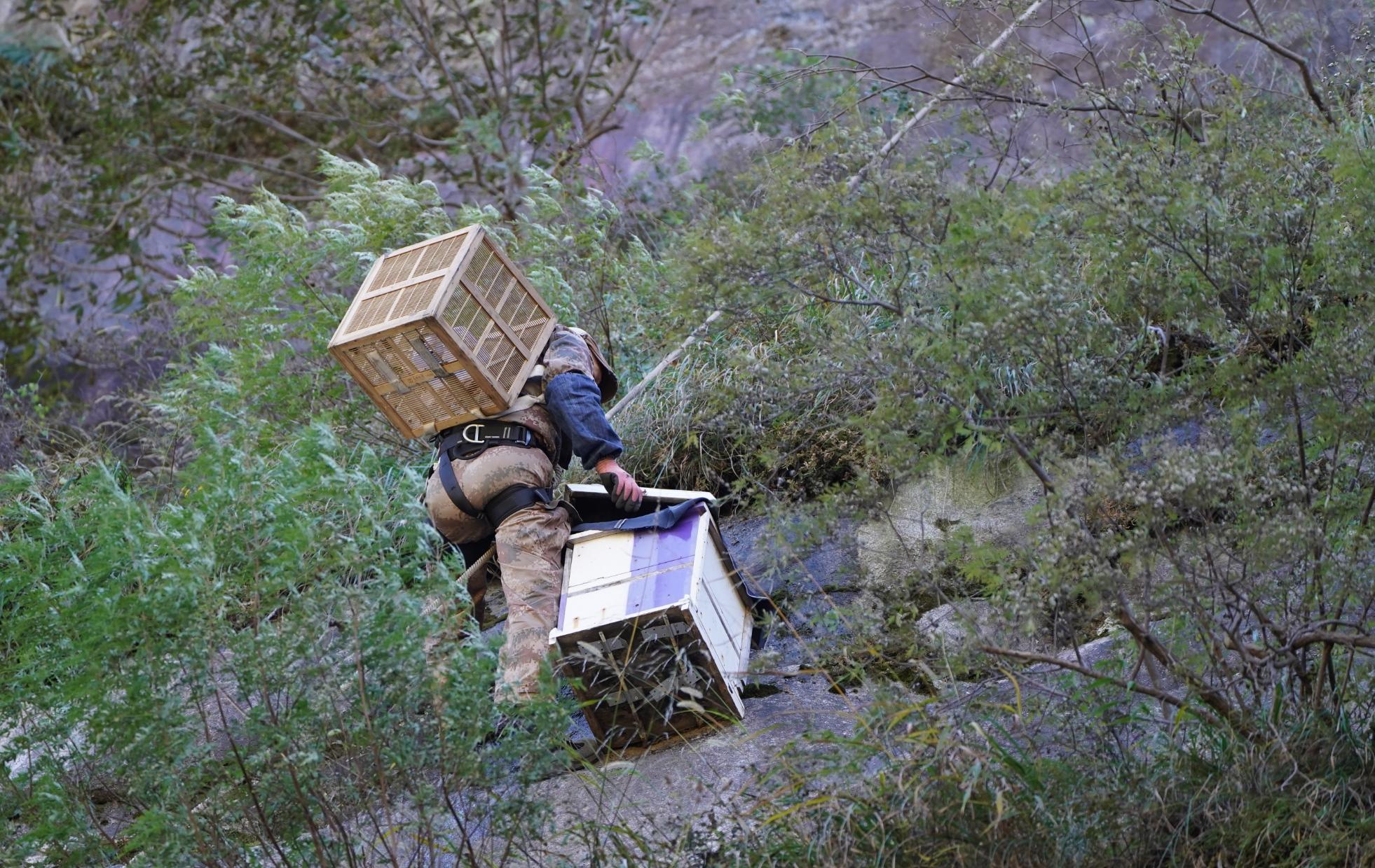 悬崖蜜蜂养殖视频_致富经石崖上养蜜蜂_山崖蜜蜂