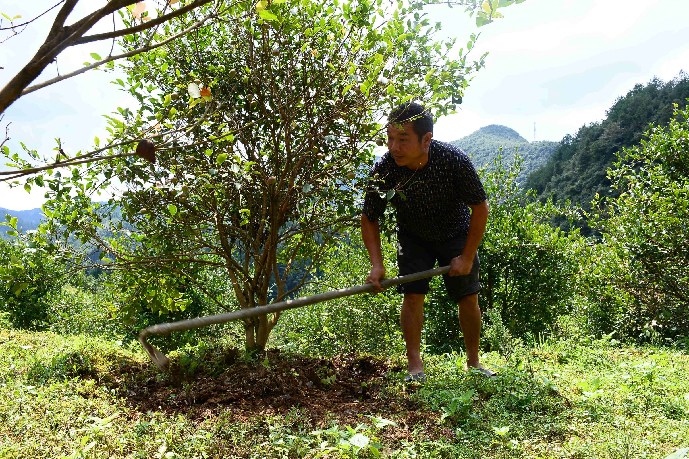 致富经油茶种植视频_油茶养殖致富项目_油茶致富经