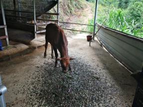 油茶养殖致富项目_致富养殖油茶项目简介_油茶致富经