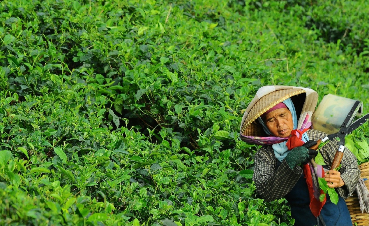 致富养殖油茶项目简介_油茶致富经_油茶养殖致富项目