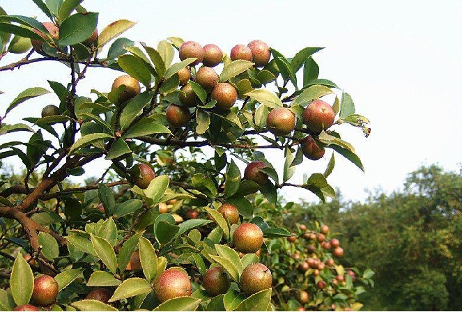 油茶致富经_油茶养殖致富项目_致富养殖油茶项目简介