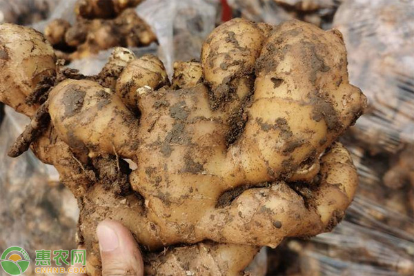 农村生姜怎么种植技术_农村生姜栽培种植技术_生姜种植农村技术要求