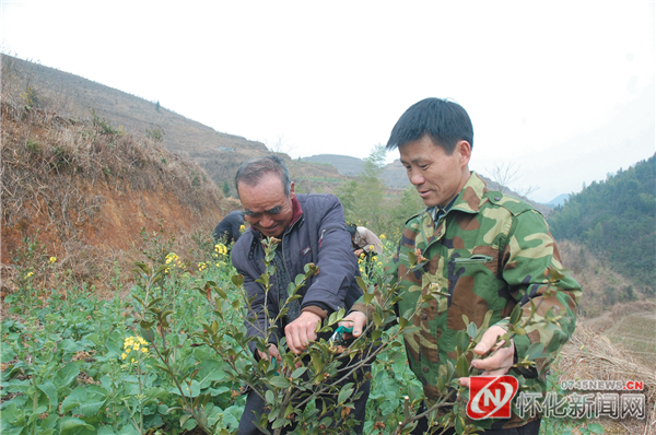 溆浦：七旬老翁开发千亩 荒山种油茶带领村民致富