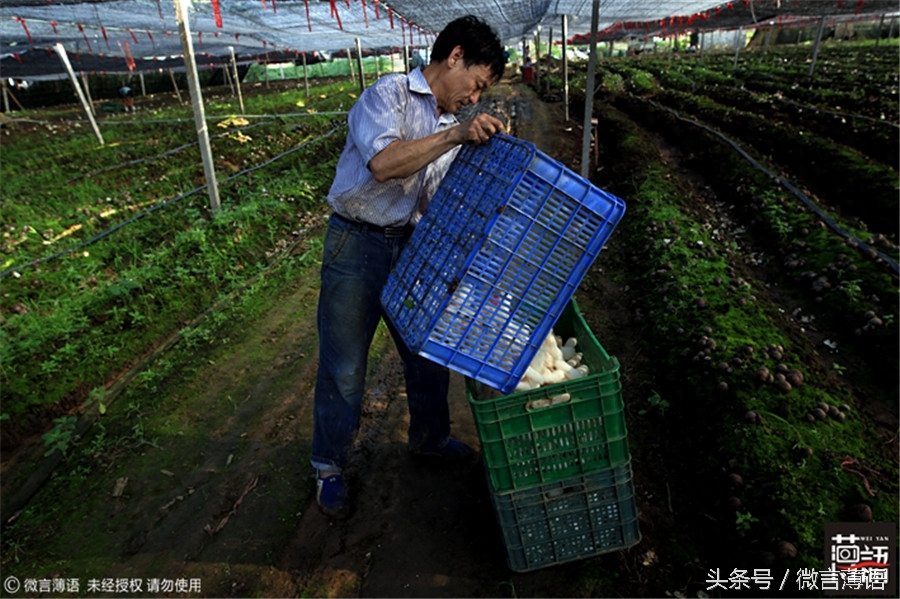 他从农民工到食用菌行家：全依赖这个防癌又致富的“竹荪”