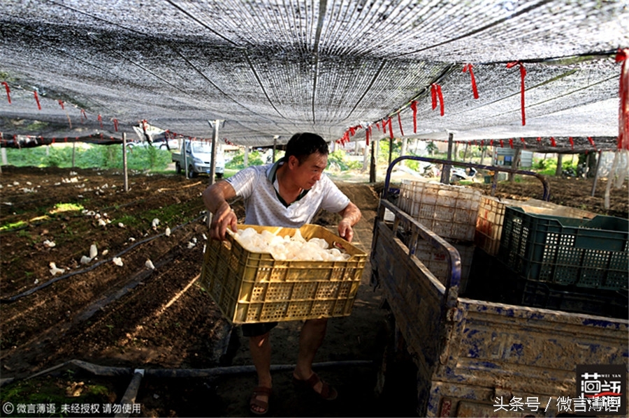 他从农民工到食用菌行家：全依赖这个防癌又致富的“竹荪”