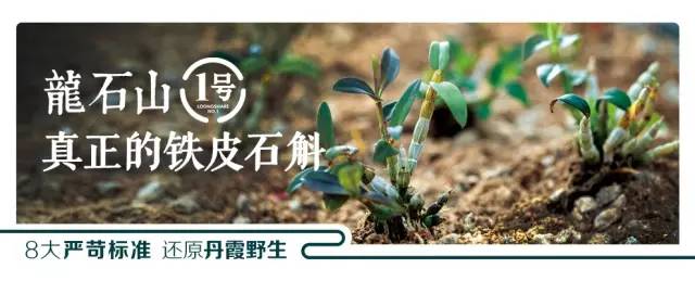 致富经种植铁皮_铁皮的养殖方法_铁皮种植基地和合作社