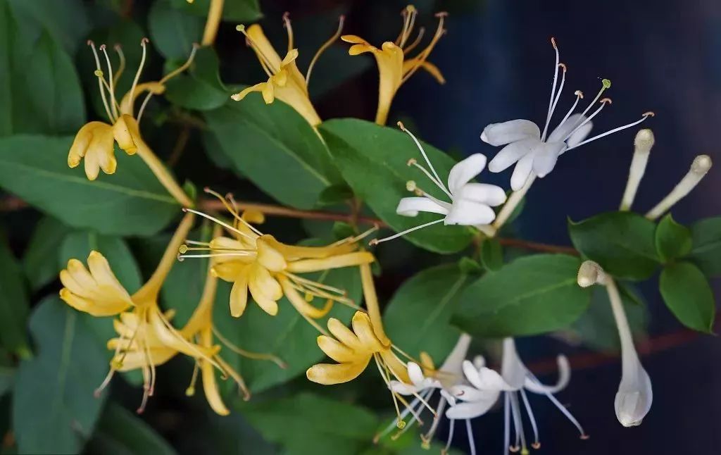 铁皮的养殖方法_致富经种植铁皮_致富种植铁皮石斛图片